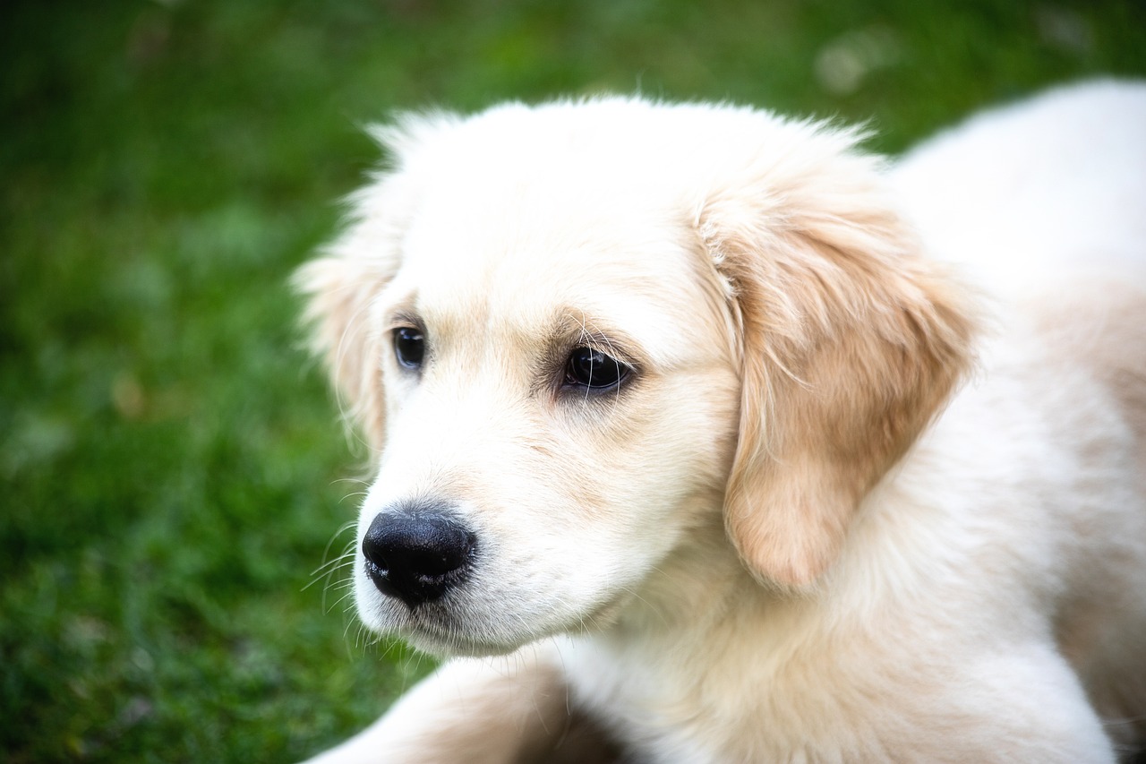 Understanding the Personality of Golden Retrievers